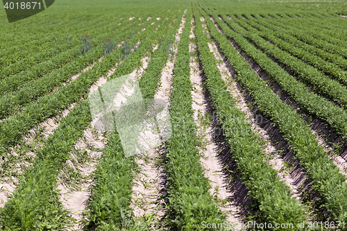 Image of Field with carrot