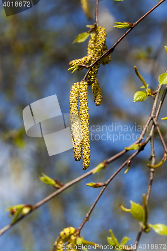 Image of birch trees in spring