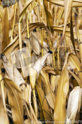 Image of ripe corn, autumn