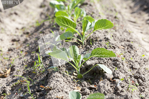 Image of Field with cabbage