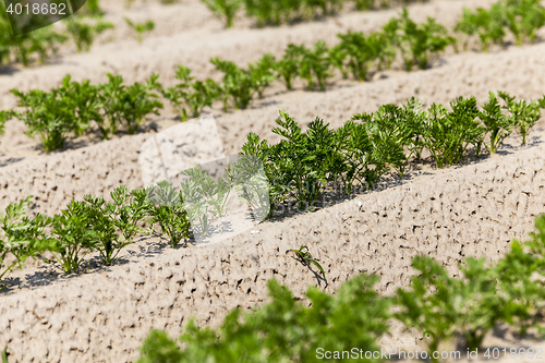 Image of Field with carrot