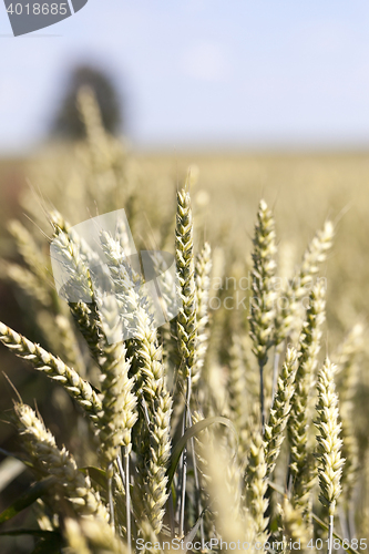 Image of wheat field, tree