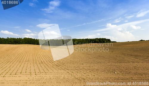 Image of grow green maize