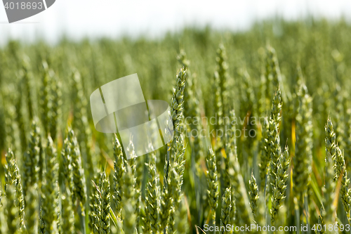 Image of immature grass sky