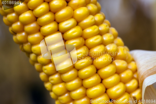 Image of mature corn crop