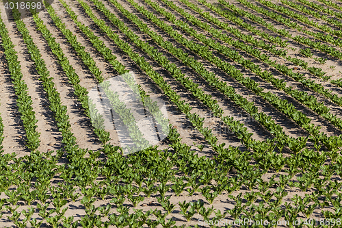 Image of field with beetroot