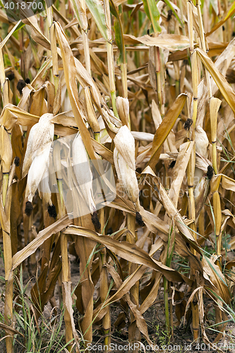 Image of ripe corn, autumn