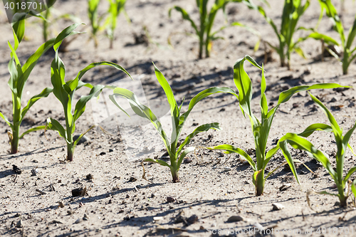 Image of green corn. Spring