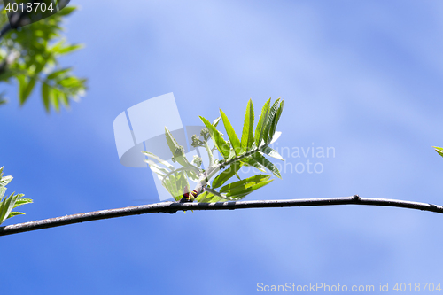 Image of spring branch of rowan