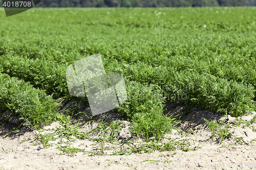 Image of Field with carrot