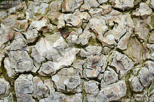 Image of Tree bark background