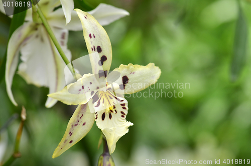 Image of Blossom vanda orchid