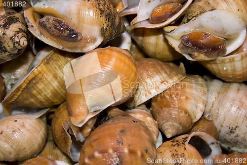 Image of Shellfish snails