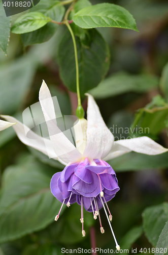 Image of Purple Ballerina flower