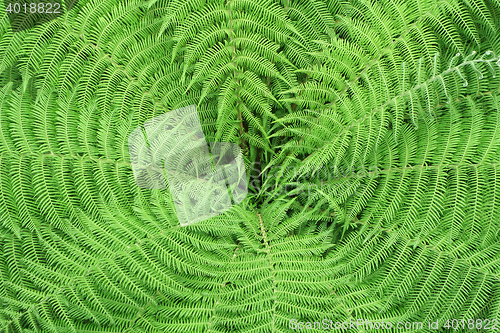 Image of Pattern of fern leaves 