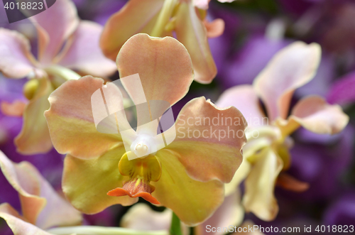 Image of Beautiful purple orchid, phalaenopsis.