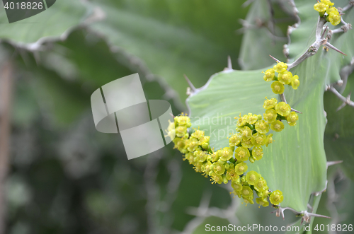 Image of Yellow blossom from cactus  