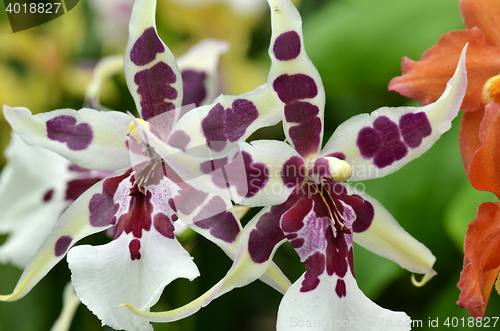 Image of Beautiful purple orchid, phalaenopsis.