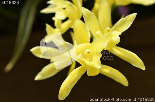 Image of Blossom vanda orchid