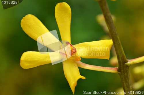 Image of Blossom vanda orchid 