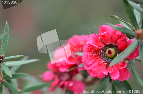 Image of Manuka myrtle white-pink flower blooming