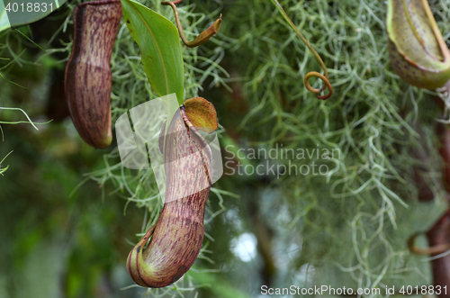 Image of Nepenthes villosa, monkey pitcher plant