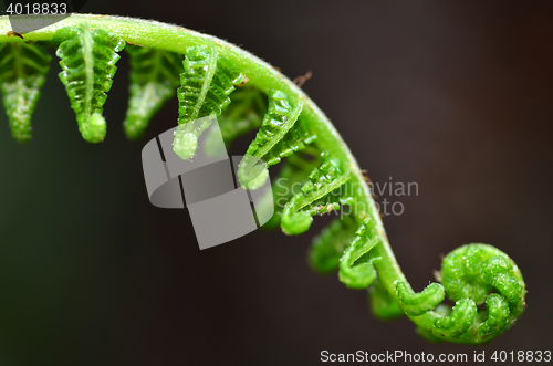 Image of Fern leaf in forest