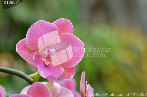 Image of Beautiful purple orchid, phalaenopsis.