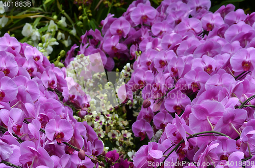 Image of Beautiful purple orchid, phalaenopsis.