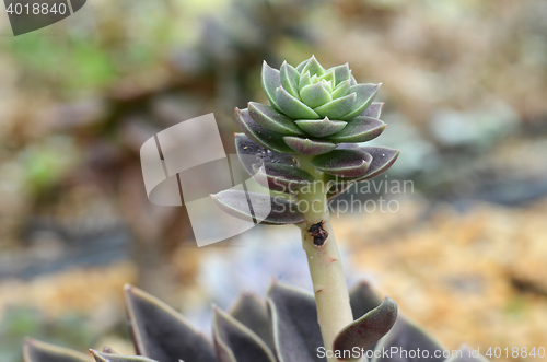 Image of Succulent plant in Gardens by the Bay