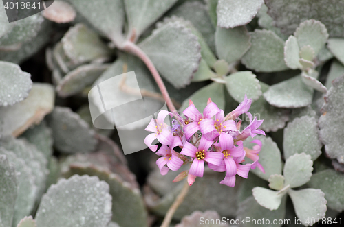 Image of Pink flower in the silver bushes