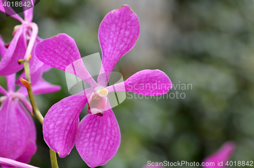 Image of Beautiful purple orchid, phalaenopsis.