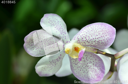 Image of Blossom vanda orchid
