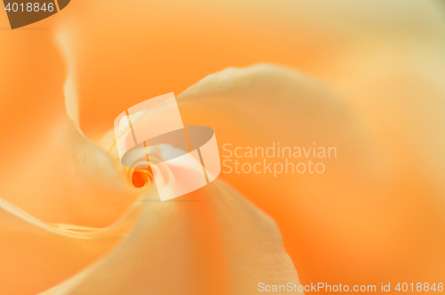 Image of Close up of orange rose