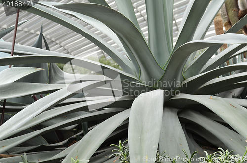 Image of Huge agave plants in Flower Dome at Gardens by the Bay, Singapor