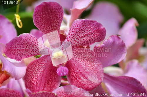 Image of Beautiful purple orchid, phalaenopsis.