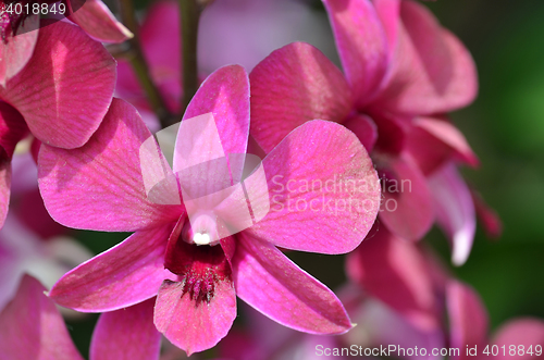 Image of Beautiful purple orchid, phalaenopsis.