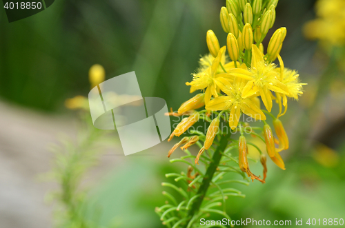 Image of South African plant Bulbine natalensis 