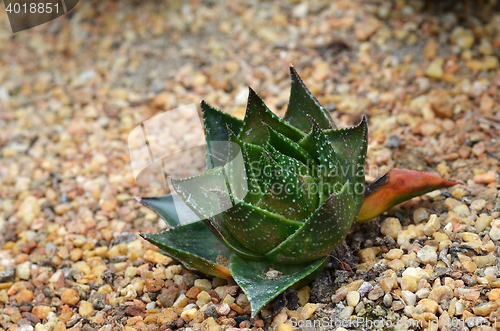 Image of Succulent plant in Garden by the Bay