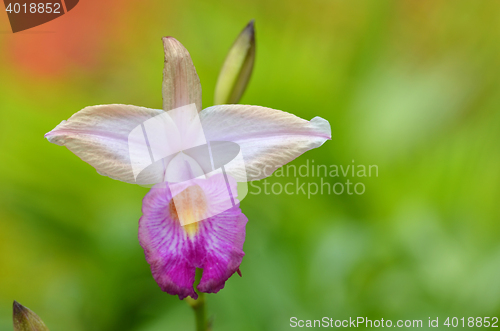 Image of Beautiful purple orchid, phalaenopsis.