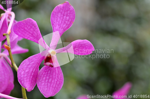 Image of Beautiful purple orchid, phalaenopsis.