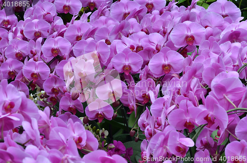 Image of Beautiful purple orchid, phalaenopsis.