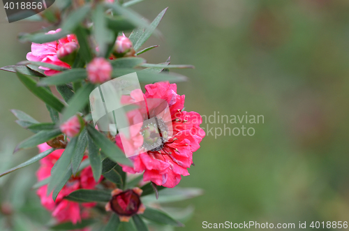 Image of Manuka myrtle white-pink flower blooming