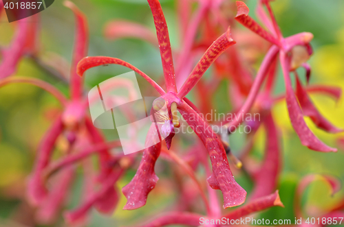 Image of Blossom vanda orchid