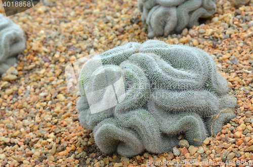 Image of Green cactus that looks like the brain