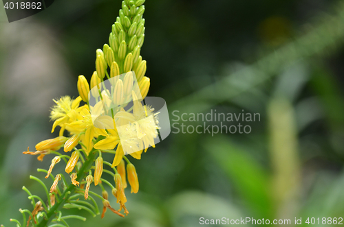 Image of South African plant Bulbine natalensis