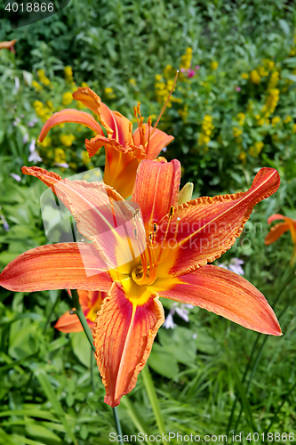Image of Beautiful Tiger lily in the summer garden