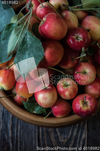 Image of Fresh harvest of apples