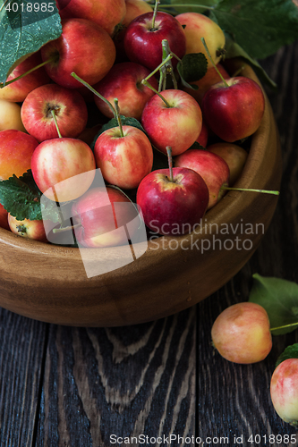Image of Fresh harvest of apples