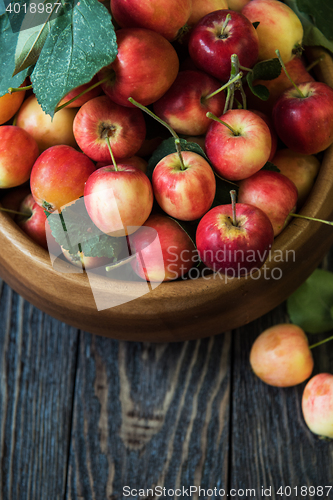 Image of Fresh harvest of apples